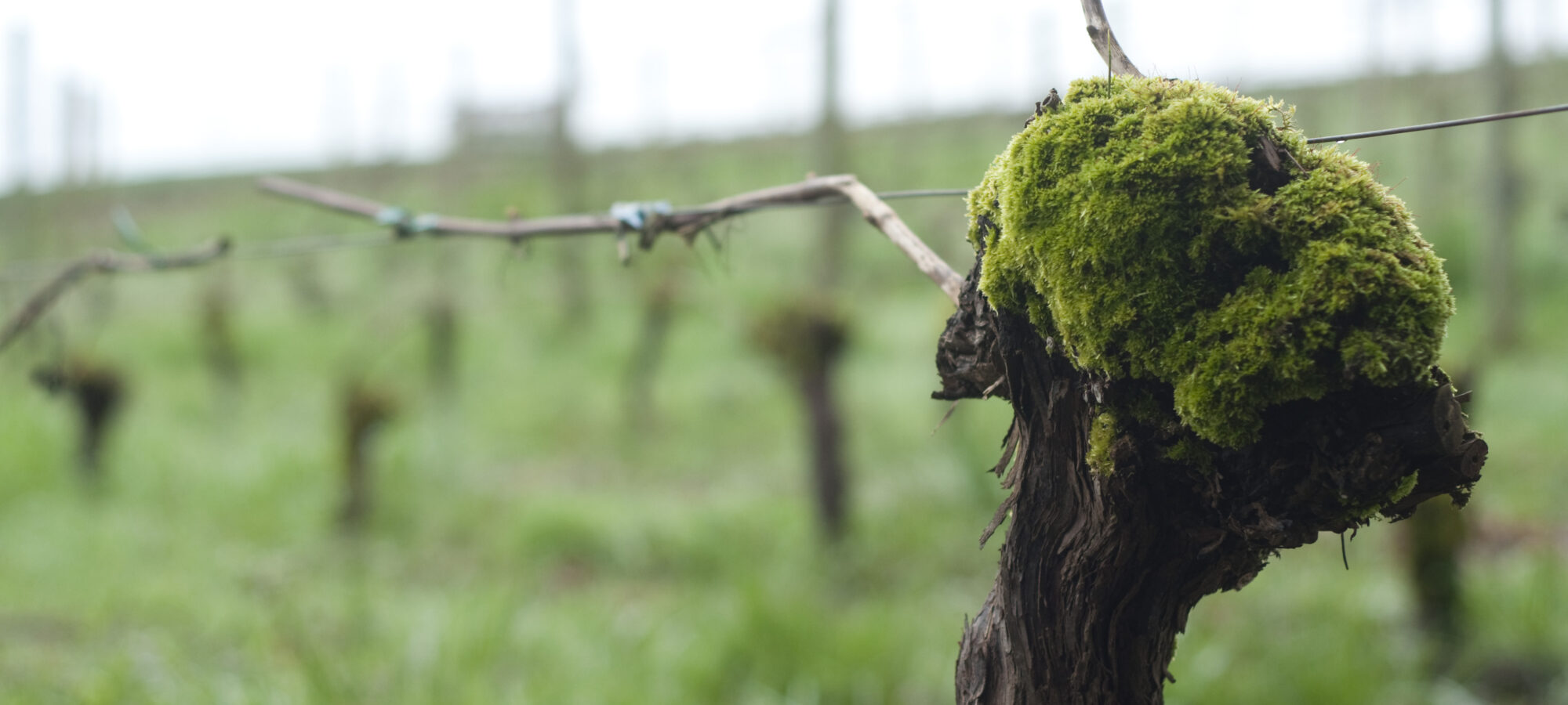 Our old vine Chasselas Doré vineyard freshly pruned in the spring in a bed of fresh green grass.