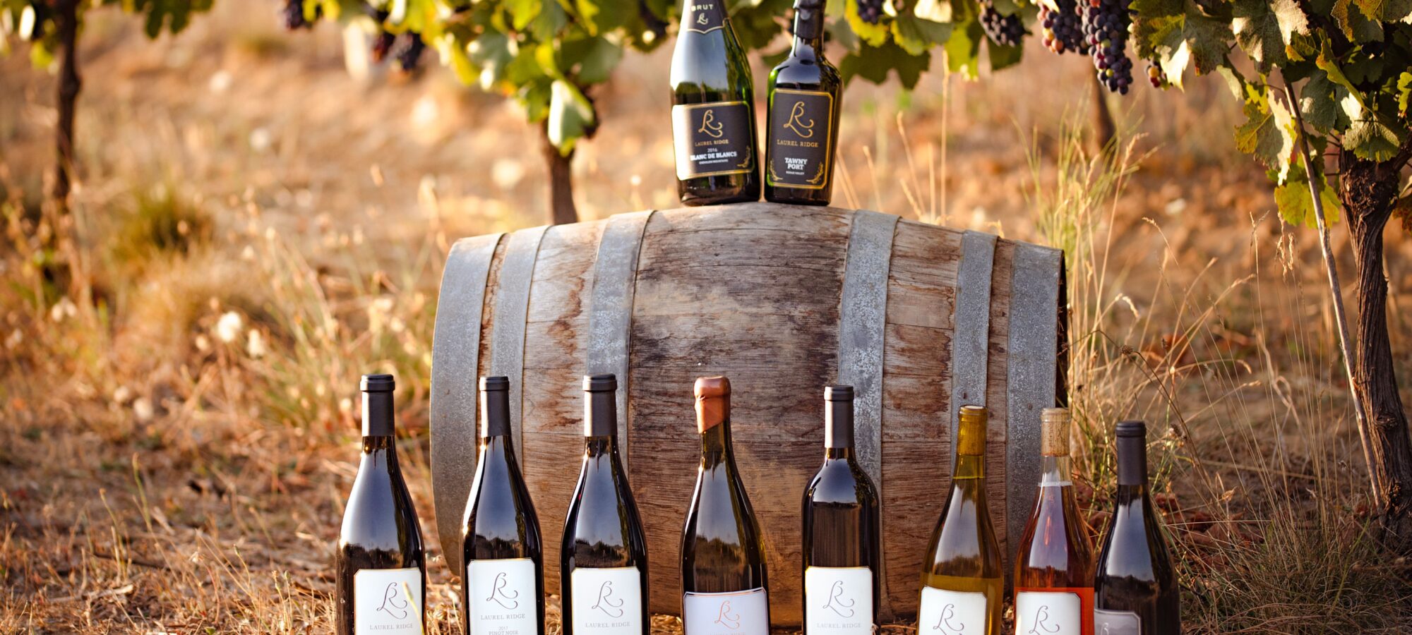 a group of Laurel Ridge wines gathered around a barrel in the vineyard below some grape vines.